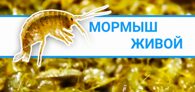 Мормыш (15 грамм)